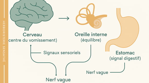 Schéma simple des signaux entre oreille interne, appareil digestif et cerveau impliqués dans la nausée - Herboristerie Sensathé